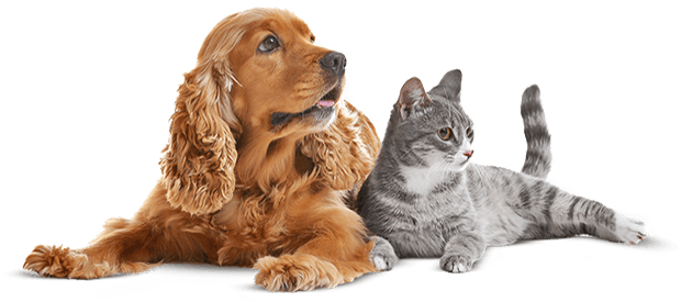 https://frankiesdoggydaycare.co.uk/wp-content/uploads/2019/08/cat_dog-1.png