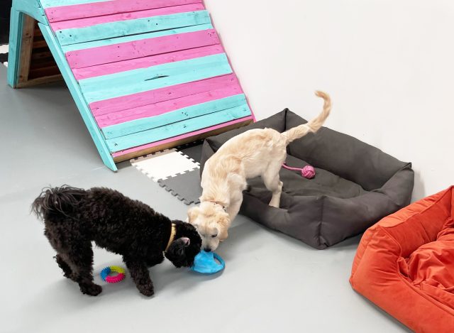 Puppy academy - Frankies Doggy Daycare