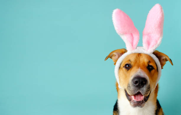 Easter doggy